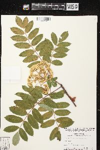 Sorbus decora image