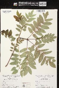 Sorbus decora image