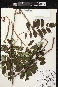 Sorbus decora image