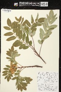 Sorbus decora image