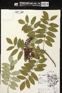 Sorbus decora image