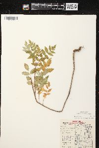 Sorbus decora image