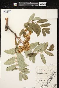 Sorbus decora image