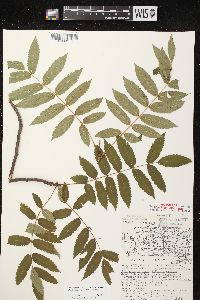 Sorbus decora image