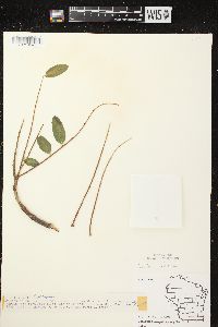 Sorbus decora image