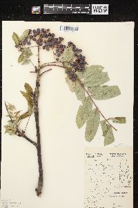 Sorbus decora image