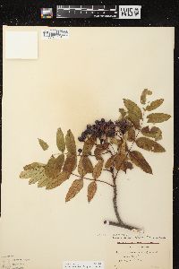 Sorbus decora image