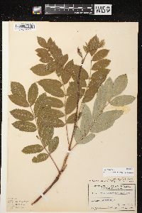 Sorbus decora image