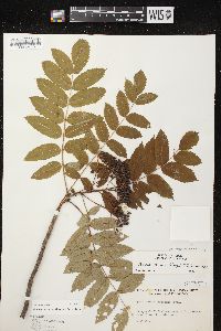 Sorbus decora image