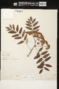 Sorbus decora image