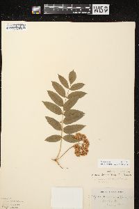 Sorbus decora image