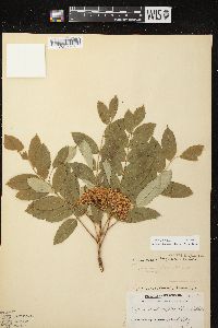 Sorbus decora image