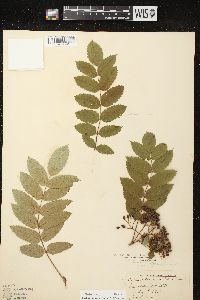 Sorbus decora image