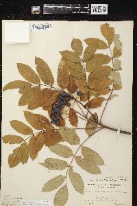 Sorbus decora image