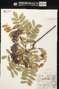 Sorbus decora image