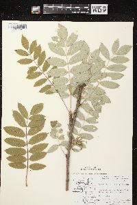 Sorbus decora image