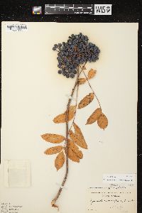 Sorbus decora image