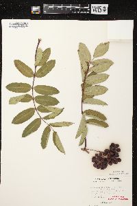 Sorbus decora image