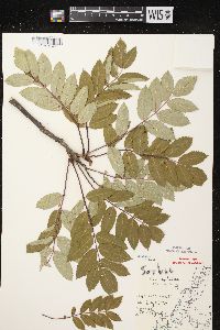 Sorbus decora image