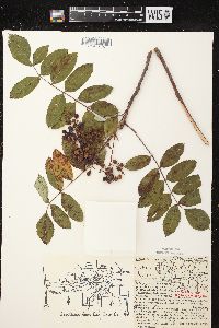 Sorbus decora image