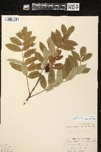 Sorbus decora image