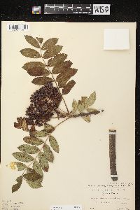 Sorbus decora image