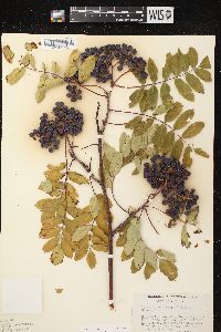 Sorbus decora image