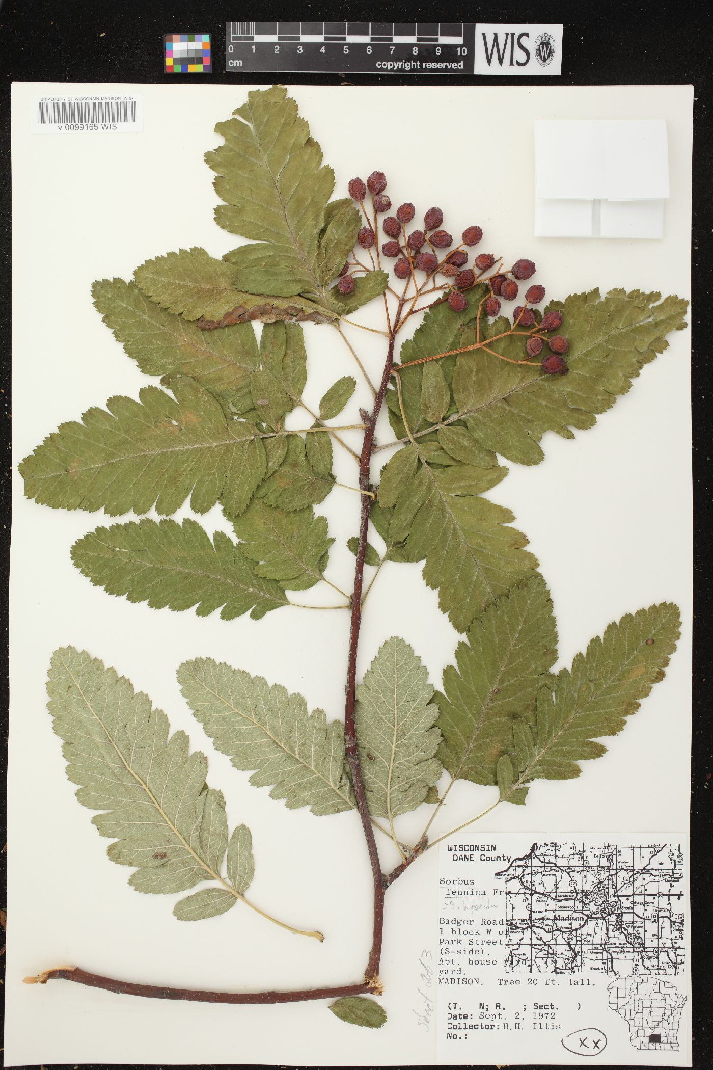 Sorbus hybrida image