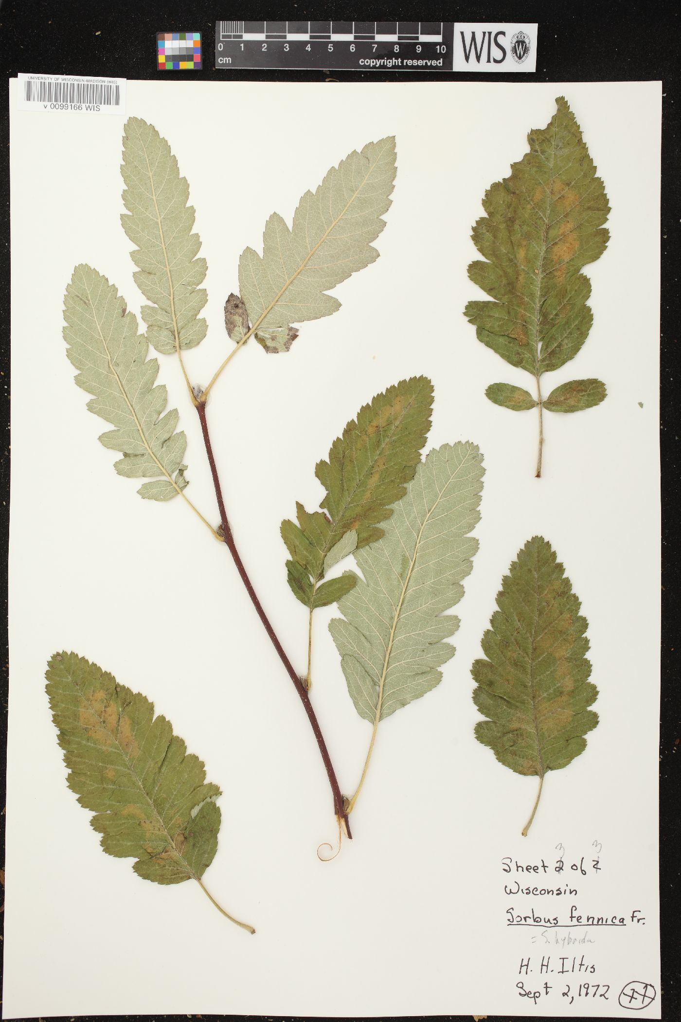 Sorbus hybrida image