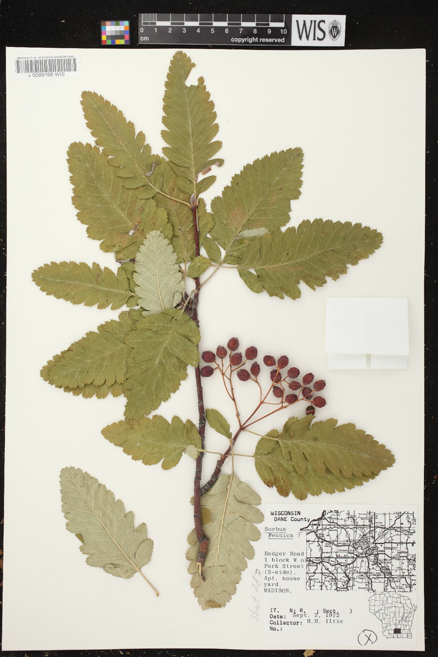 Sorbus hybrida image