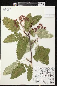 Sorbus hybrida image