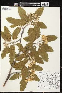 Sorbus hybrida image