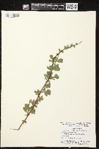 Spiraea × vanhouttei image