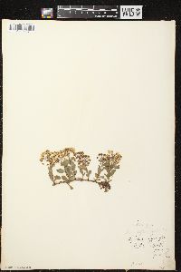 Spiraea × vanhouttei image