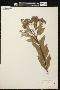 Spiraea x bumalda image