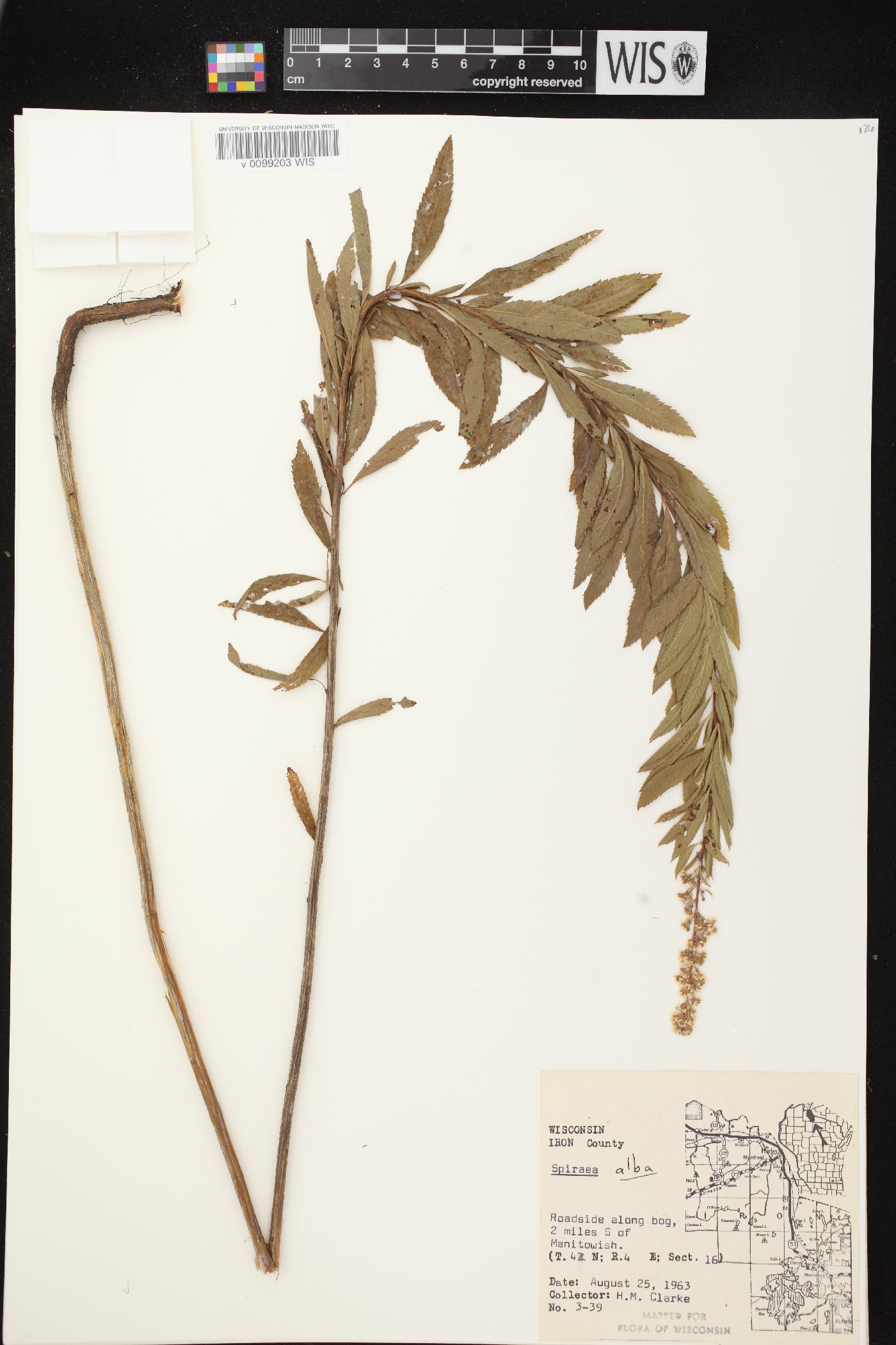 Spiraea alba var. alba image