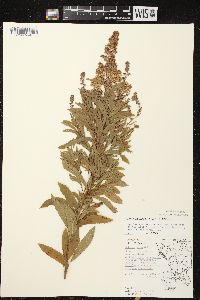 Spiraea alba image