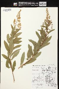 Spiraea alba image