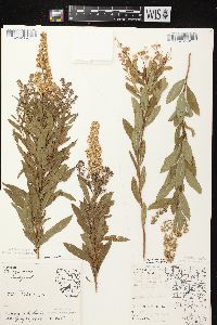 Spiraea alba image