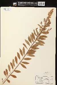 Spiraea alba image