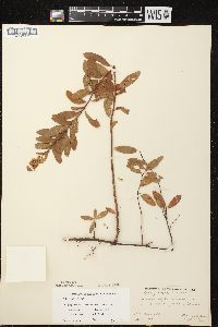 Spiraea alba image