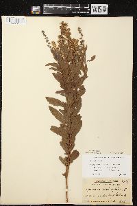 Spiraea alba image