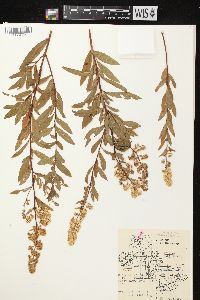 Spiraea alba image