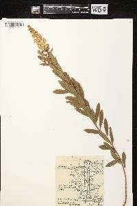 Spiraea alba image