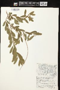 Spiraea alba image