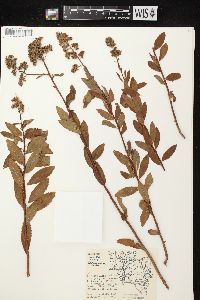 Spiraea alba image