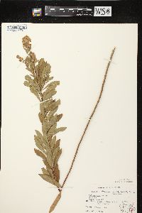 Spiraea alba image