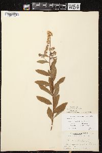 Spiraea alba image