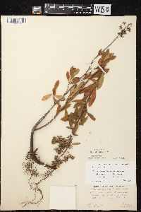 Spiraea alba image