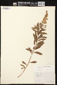 Spiraea alba image